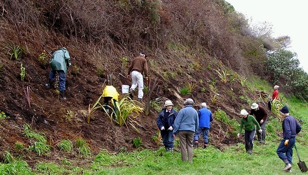 Forest and Bird planting at Harvey St Gully